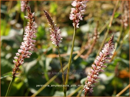 Persicaria amplexicaulis &#39;Pink Mist&#39;