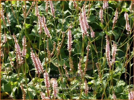 Persicaria amplexicaulis &#39;Pink Mist&#39;