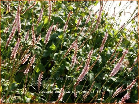 Persicaria amplexicaulis &#39;Pink Mist&#39;