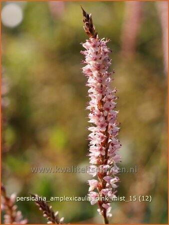 Persicaria amplexicaulis &#39;Pink Mist&#39;