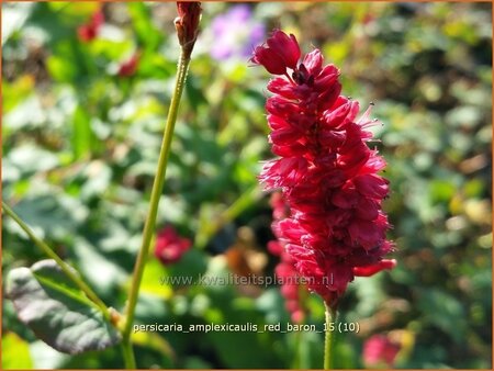 Persicaria amplexicaulis &#39;Red Baron&#39;