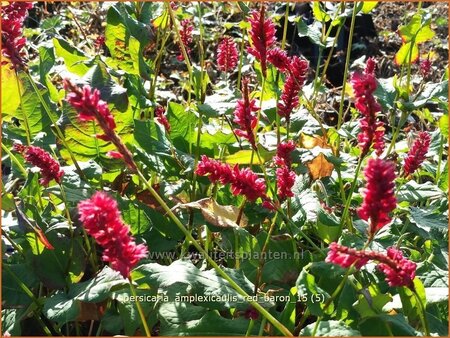 Persicaria amplexicaulis &#39;Red Baron&#39;