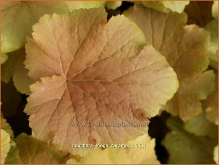 Heuchera &#39;Mega Caramel&#39;