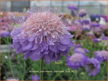 Scabiosa columbaria &#39;Mariposa Blue&#39;