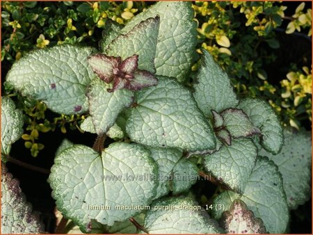 Lamium maculatum &#39;Purple Dragon&#39;