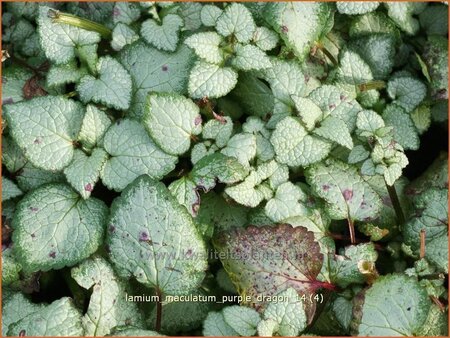 Lamium maculatum &#39;Purple Dragon&#39;