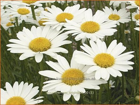 Leucanthemum &#39;Brightside&#39;