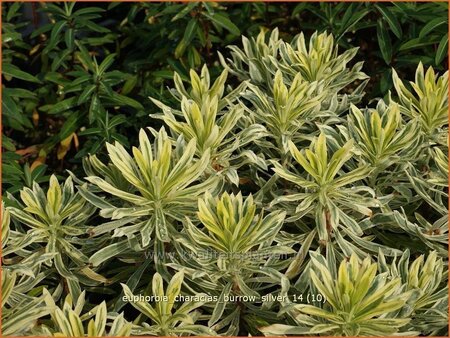 Euphorbia characias &#39;Burrow Silver&#39;