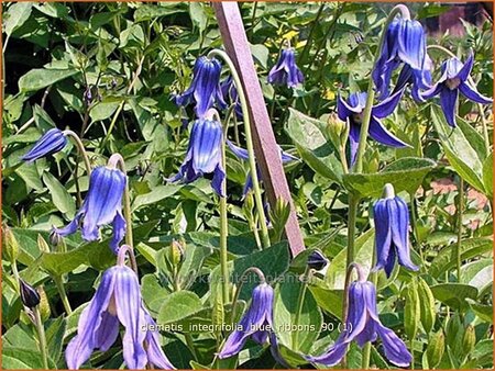 Clematis integrifolia &#39;Blue Ribbons&#39;