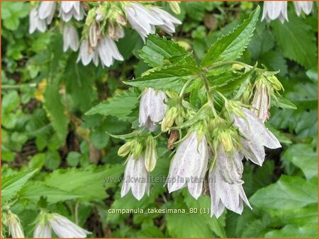 Campanula takesimana