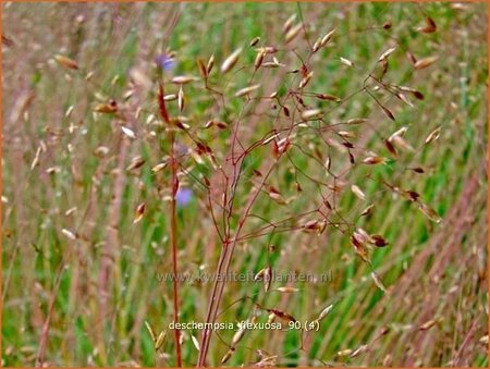 Deschampsia flexuosa