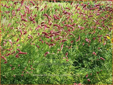 Sanguisorba tenuifolia &#39;Purpurea&#39;