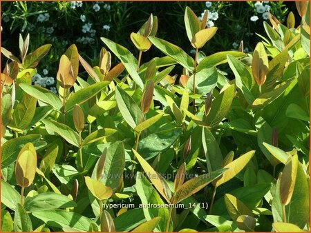 Hypericum androsaemum