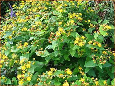 Hypericum androsaemum