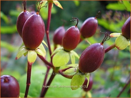 Hypericum androsaemum