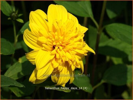 Helianthus &#39;Happy Days&#39;