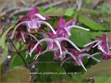 Epimedium grandiflorum &#39;Purple Pixie&#39;