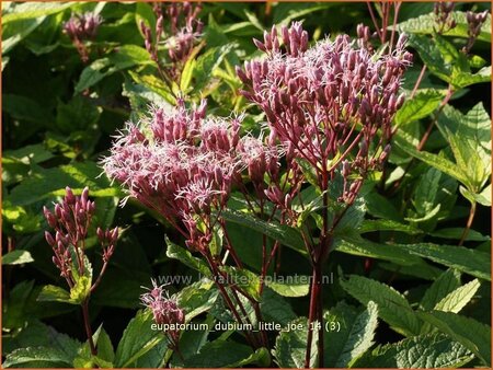 Eupatorium dubium &#39;Little Joe&#39;