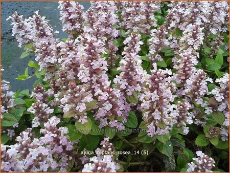 Ajuga reptans &#39;Rosea&#39;