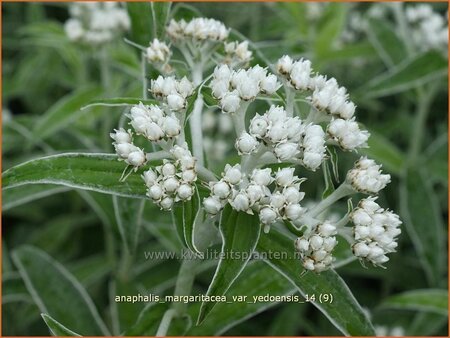 Anaphalis margaritacea var. yedoensis