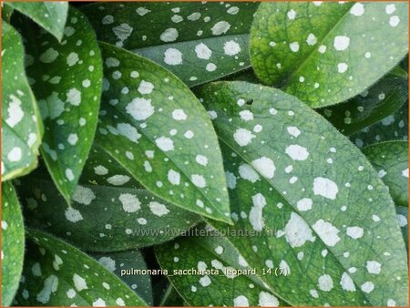 Pulmonaria saccharata &#39;Leopard&#39;