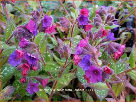 Pulmonaria saccharata &#39;Leopard&#39;