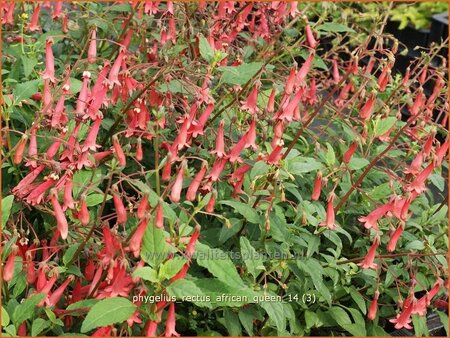 Phygelius rectus &#39;African Queen&#39;