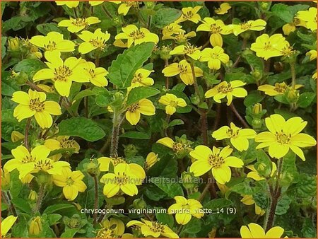 Chrysogonum virginianum &#39;Andre Viette&#39;