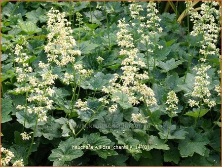 Heuchera villosa &#39;Chantilly&#39;