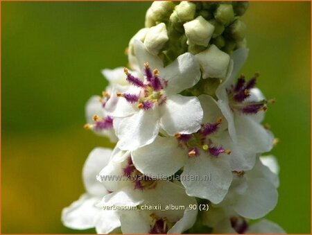 Verbascum chaixii &#39;Album&#39;