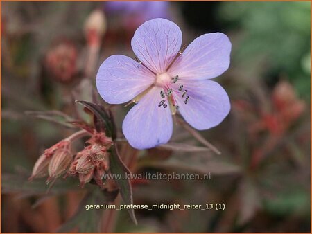 Geranium pratense &#39;Midnight Reiter&#39;