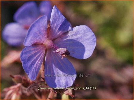 Geranium pratense &#39;Hocus Pocus&#39;