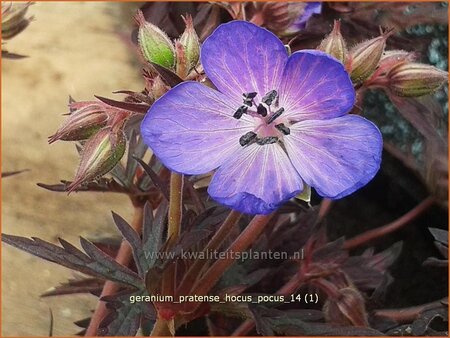 Geranium pratense &#39;Hocus Pocus&#39;
