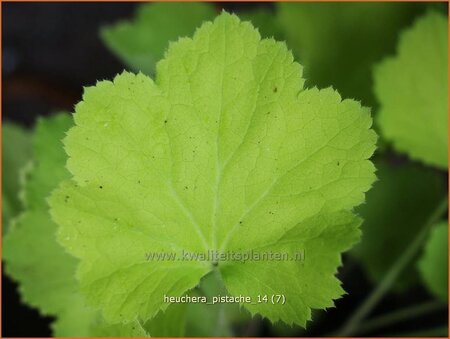 Heuchera &#39;Pistache&#39;