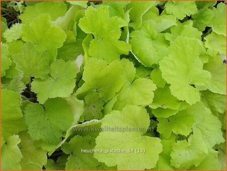 Heuchera &#39;Pistache&#39;