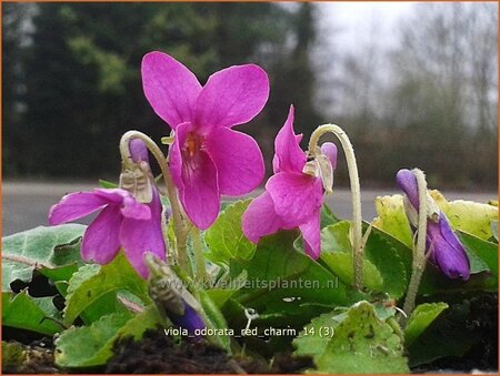 Viola odorata &#39;Red Charm&#39;