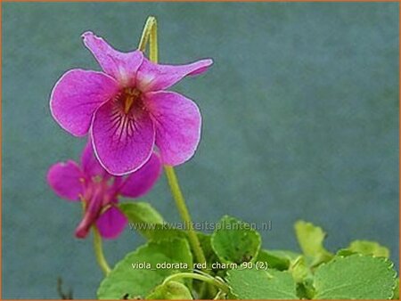 Viola odorata &#39;Red Charm&#39;