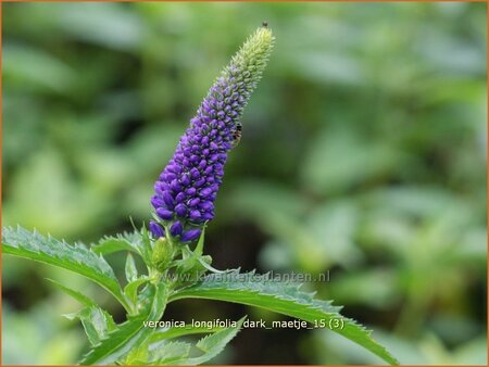 Veronica longifolia &#39;Dark Maetje&#39;