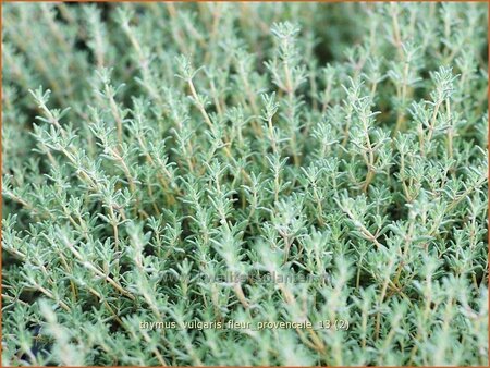 Thymus vulgaris &#39;Fleur Provencale&#39;