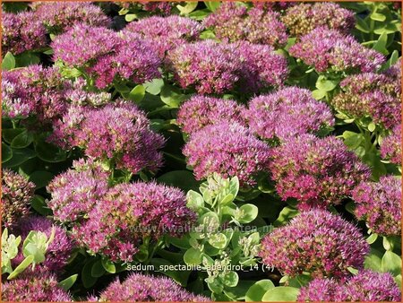 Sedum spectabile &#39;Abendrot&#39;