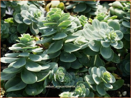 Sedum anacampseros