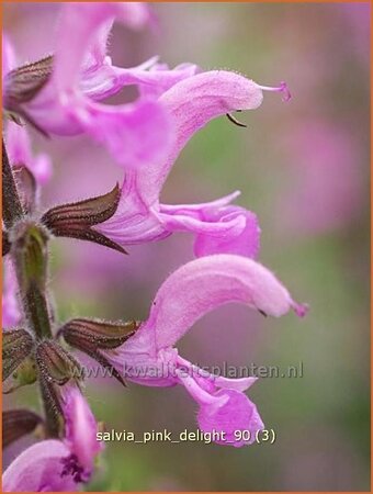 Salvia &#39;Pink Delight&#39;