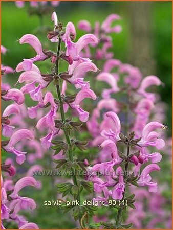 Salvia &#39;Pink Delight&#39;