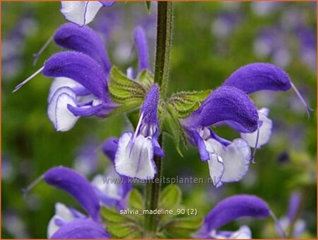 Salvia &#39;Madeline&#39;