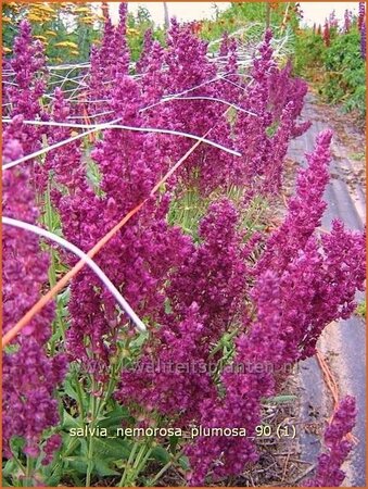 Salvia nemorosa &#39;Plumosa&#39;