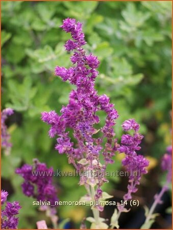 Salvia nemorosa &#39;Plumosa&#39;