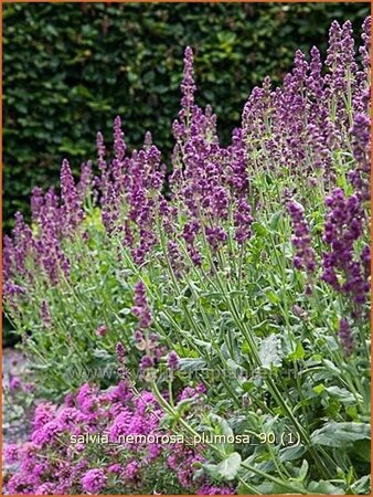 Salvia nemorosa &#39;Plumosa&#39;