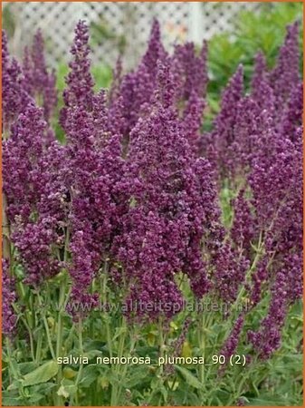 Salvia nemorosa &#39;Plumosa&#39;