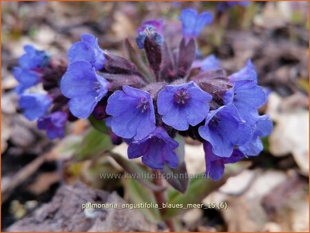 Pulmonaria angustifolia &#39;Blaues Meer&#39;