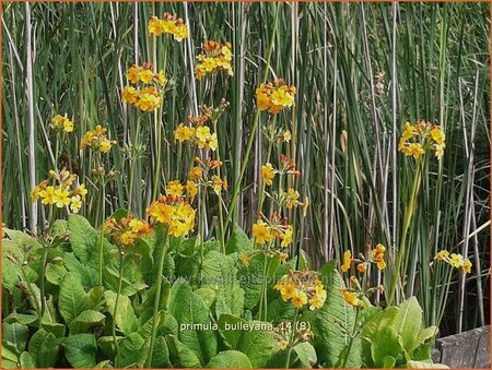 Primula bulleyana